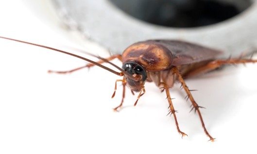 The Pacific beetle cockroach produces a milk that is far more calorically dense and nutritious than mammalian milks. Photo credit: iStock